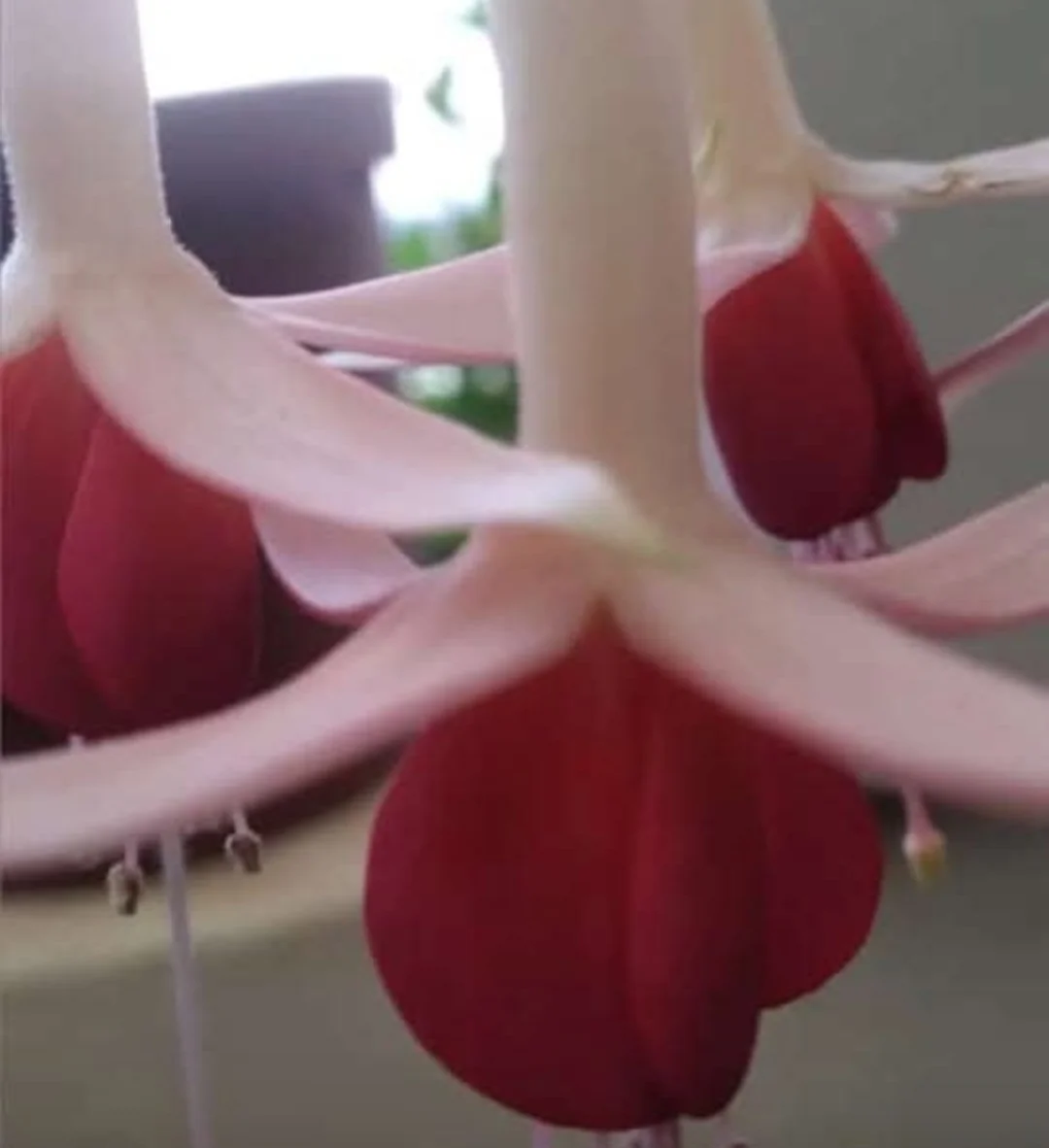 Detailed petal structure